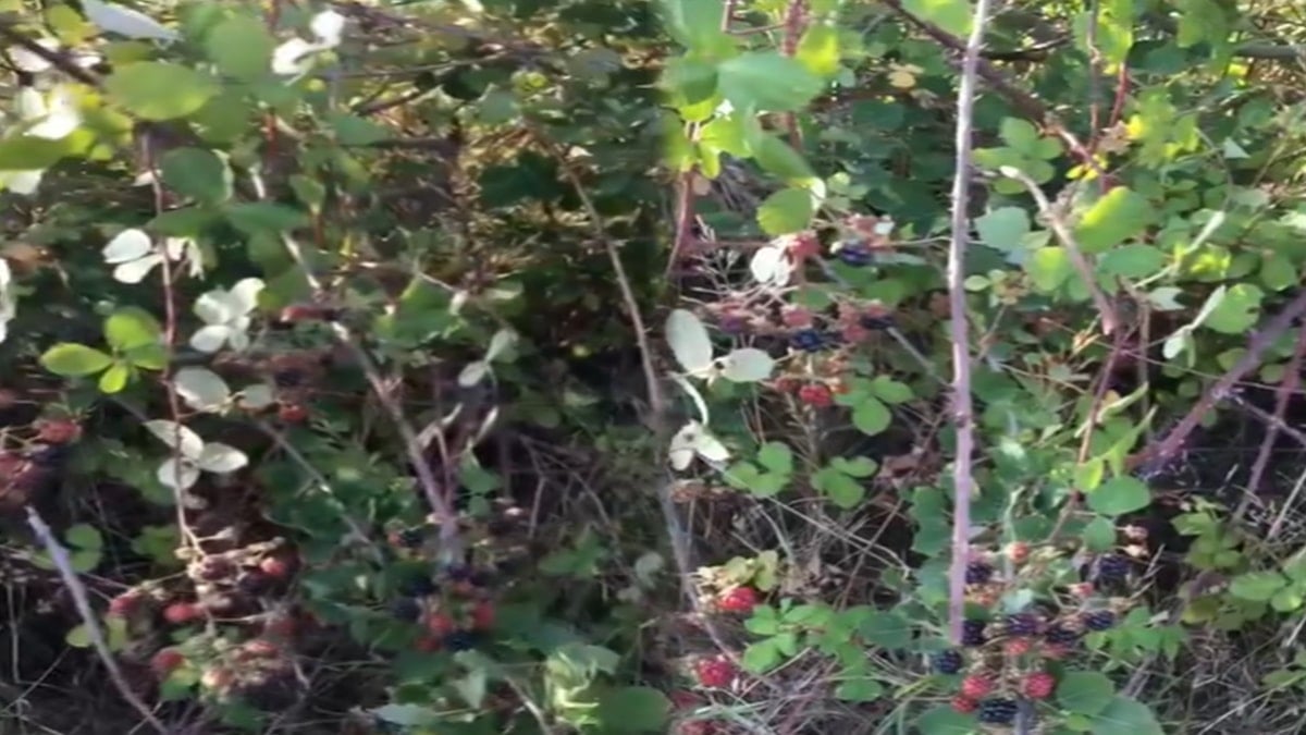 Dikenlerin arasında bedava yetişiyor: Kilosu 1300 lira