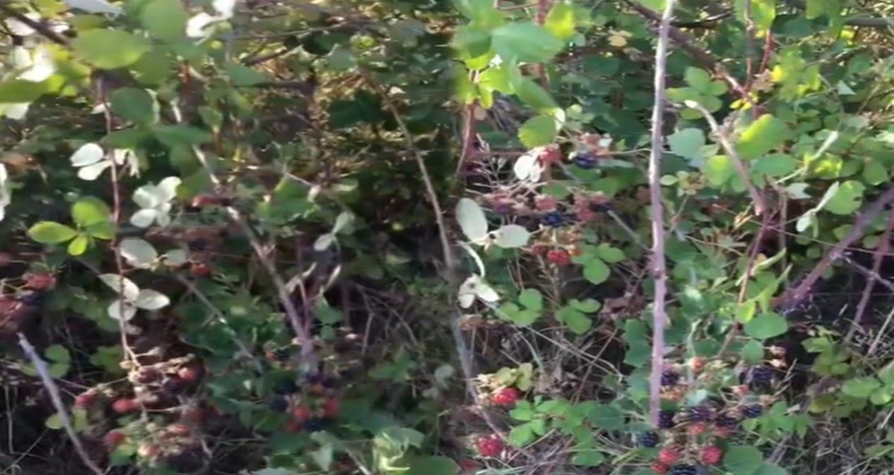 Dikenlerin arasında bedava yetişiyor: Kilosu 1300 lira