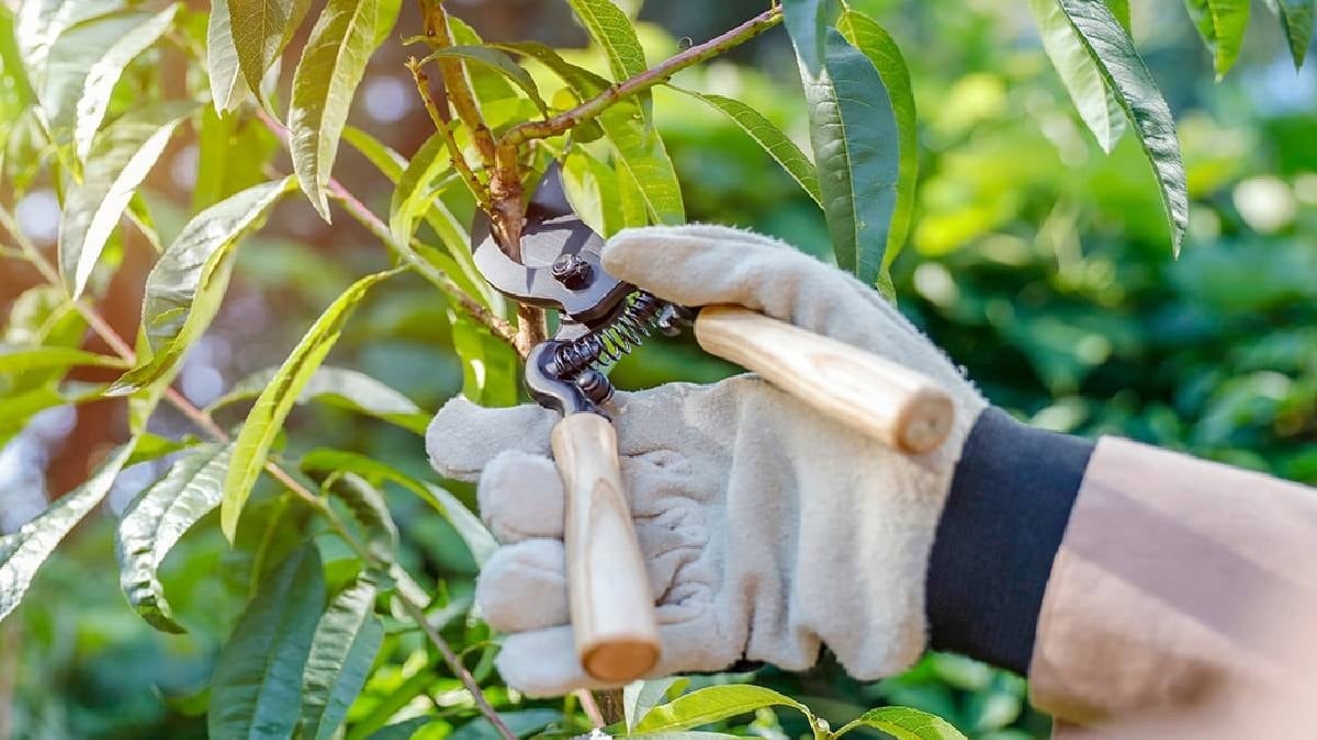 Bahar gelmeden mutlaka budayın: Rekor hasat veriyor