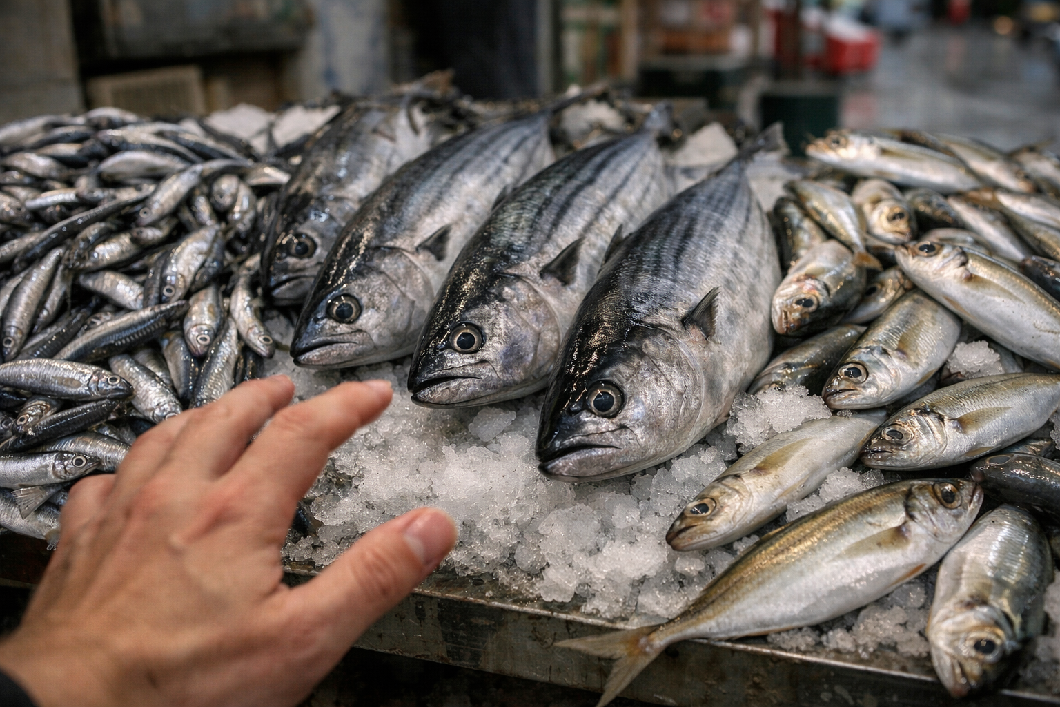 Hamsi, palamut ve istavrit yerken 2 kere düşünün