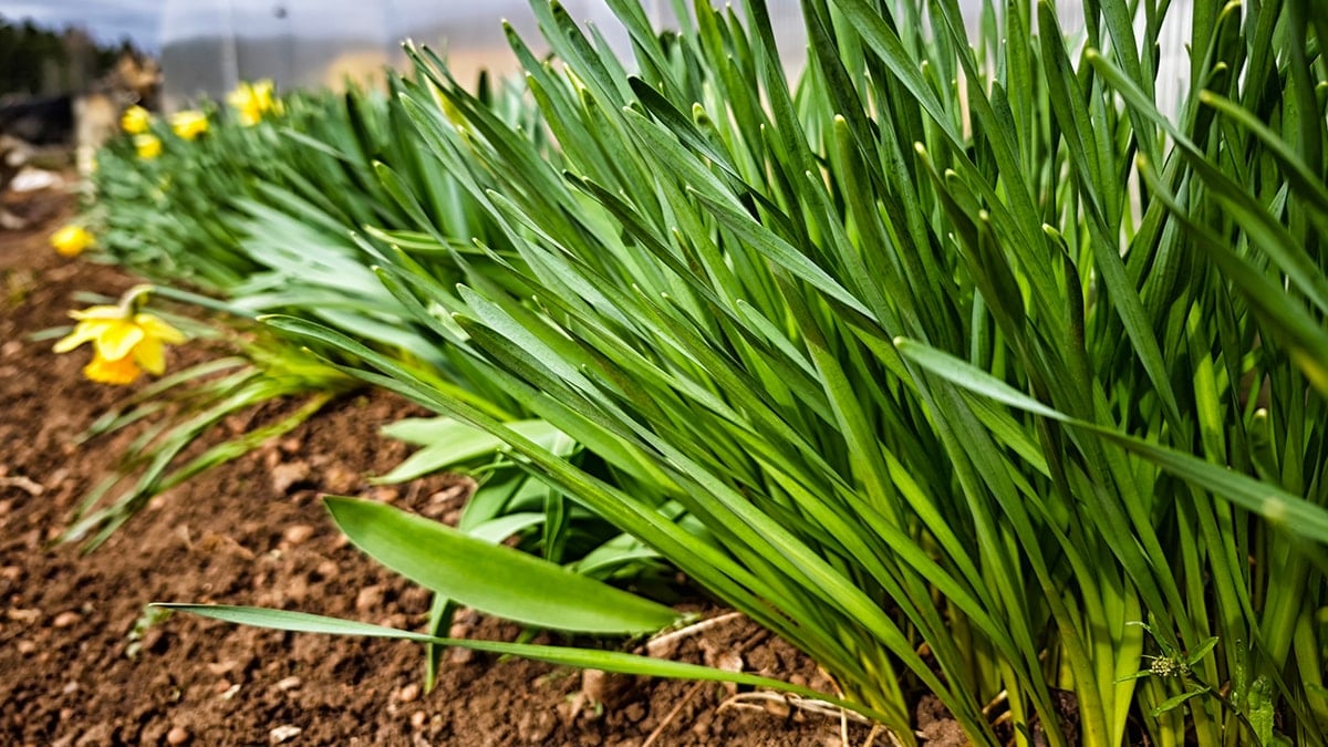 Bahçesine eken sürekli para kazanıyor: 50 yıl durmadan hasat veriyor