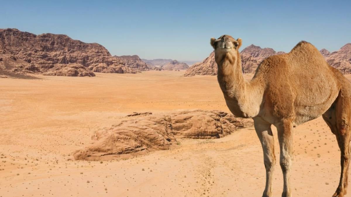 Develerin gitmeye korktuğu çölde 10 bin yıllık dev keşif