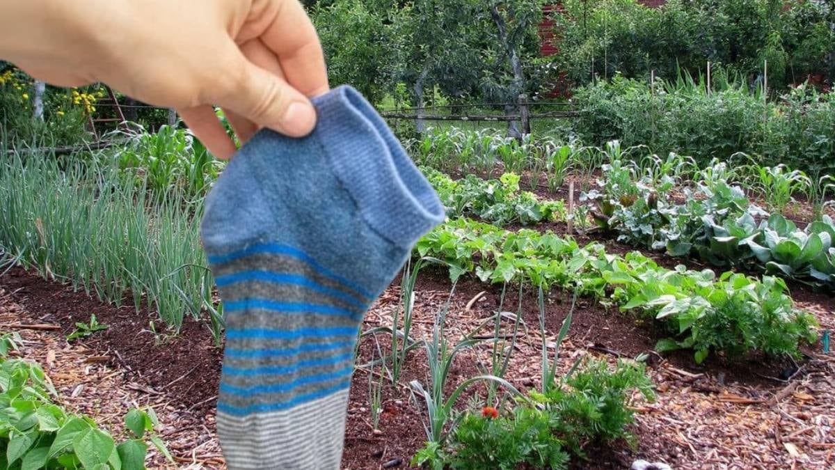 Eski çoraplarınızı sakın atmayın: Bahçenizdeki hasadı 2 kat artırıyor