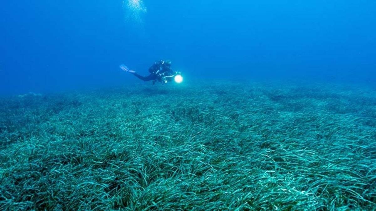 4,5 yıl boyunca yemek yemeden hareketsizce bekledi: Yavruları için hayatından vazgeçti