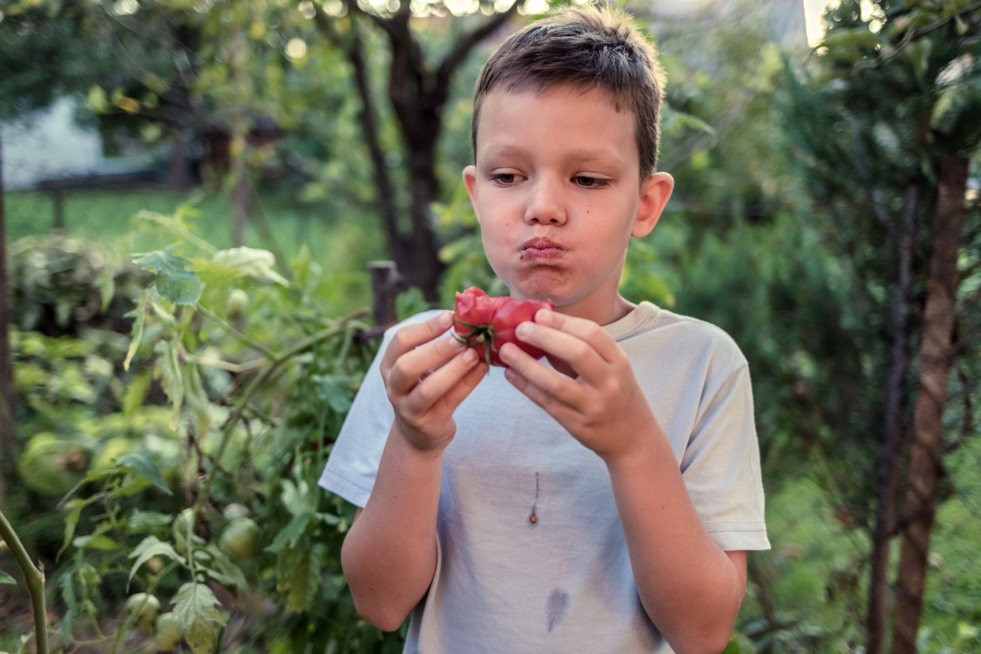 Domatesin yerken artık patlamış mısır tadı alacaksınız!