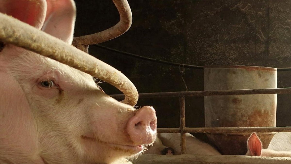 Avusturya'da Türk aileye çirkin saldırı