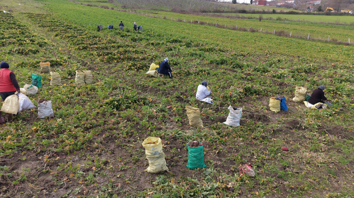 Çamurun içinden tek tek çıkartılıp hasat ediliyor: Kilosu 100 lira