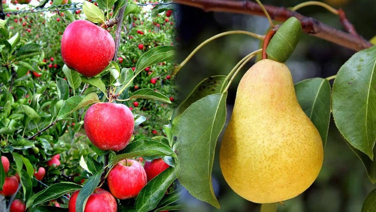 Elma ve armut yerken iki kere düşünün 