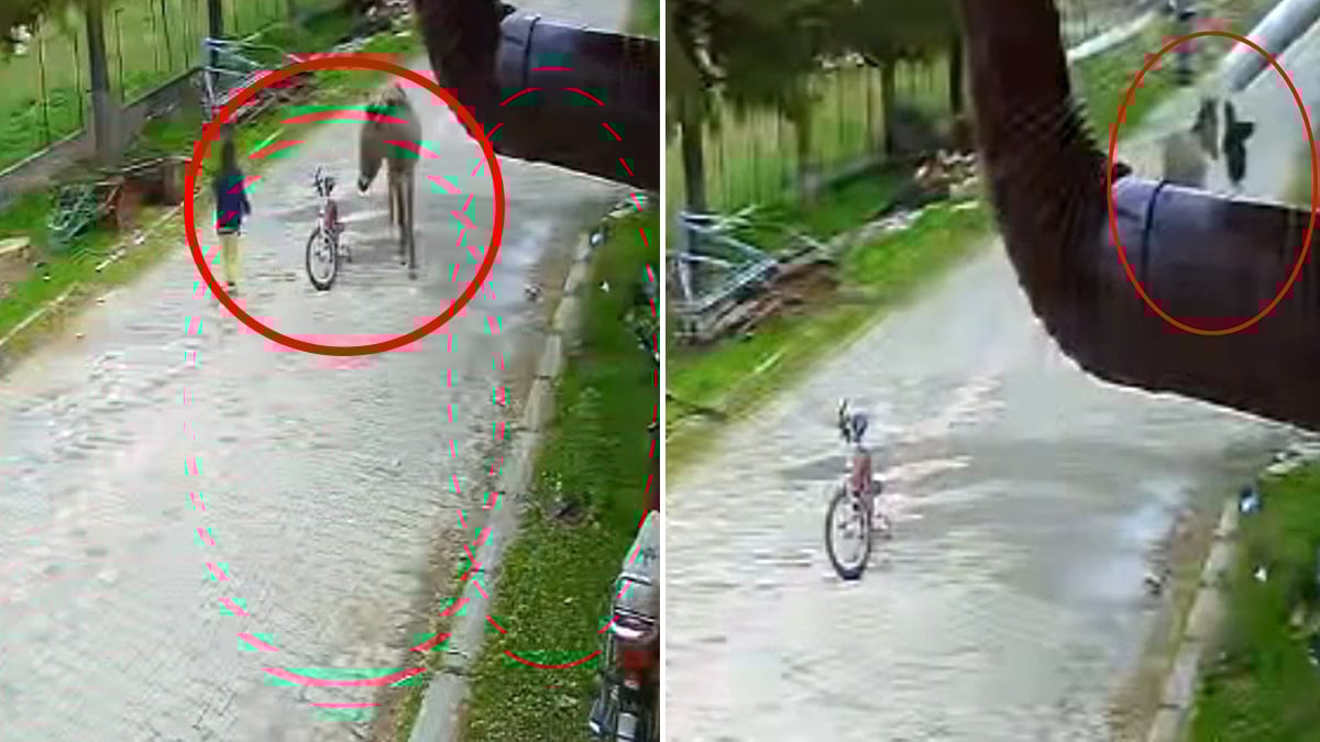 Evinin önünde oynayan çocuğa eşek saldırdı! Karantiya alındı