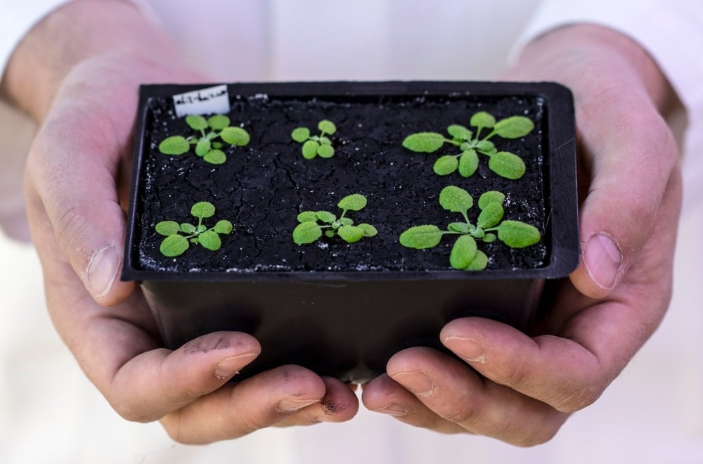 Sadece 42 gün sürüyor: Tanesi 4 bin TL'den kapış kapış gidiyor