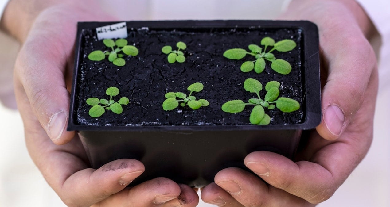 Sadece 42 gün sürüyor: Tanesi 4 bin TL'den kapış kapış gidiyor