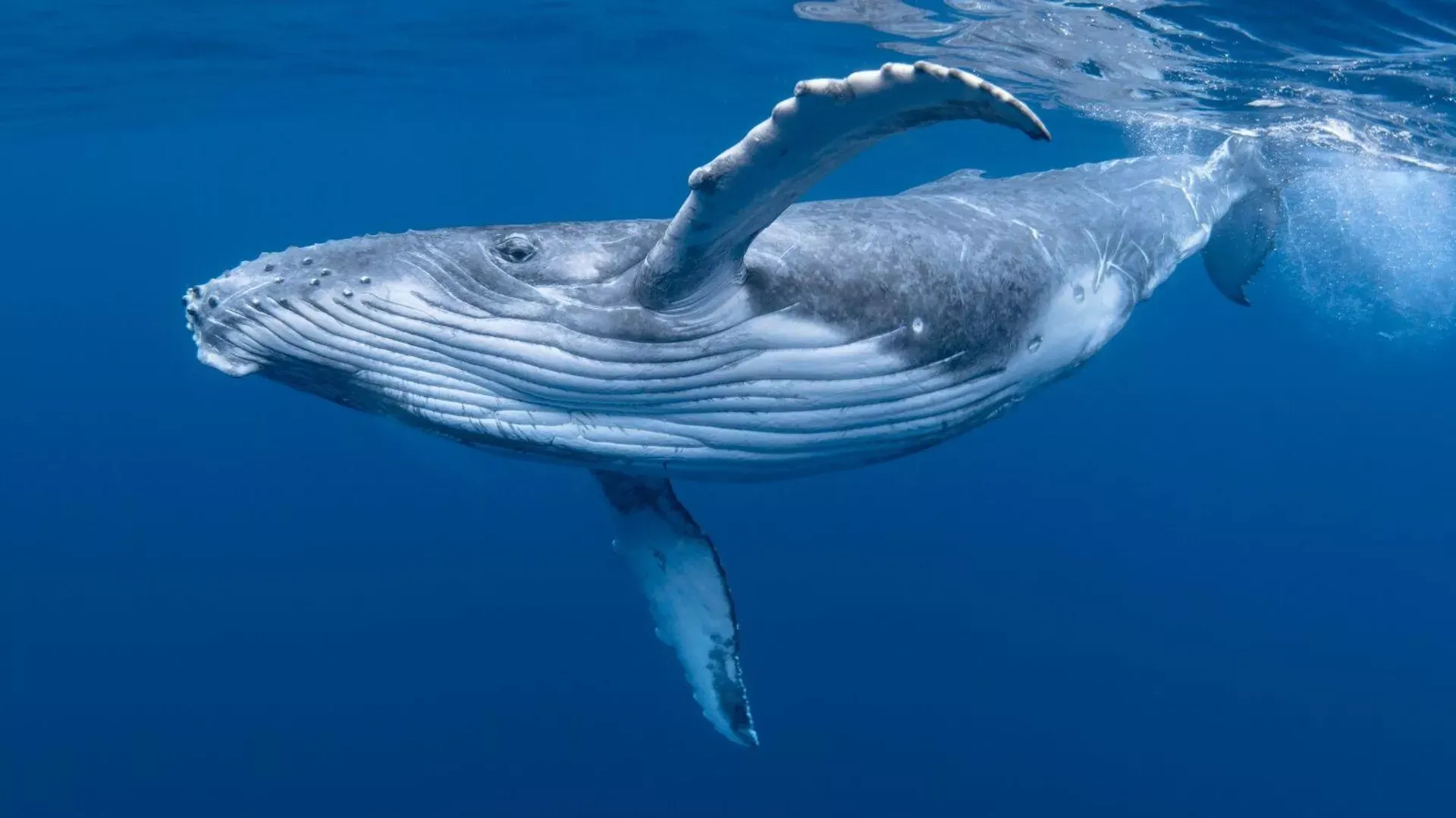 200 yaşına kadar yaşamanın sırrı okyanusların dibinde çıktı