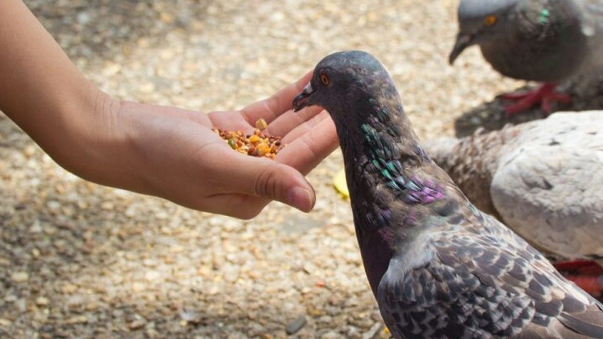 Güvercin beslediği için 41 bin lira ceza aldı