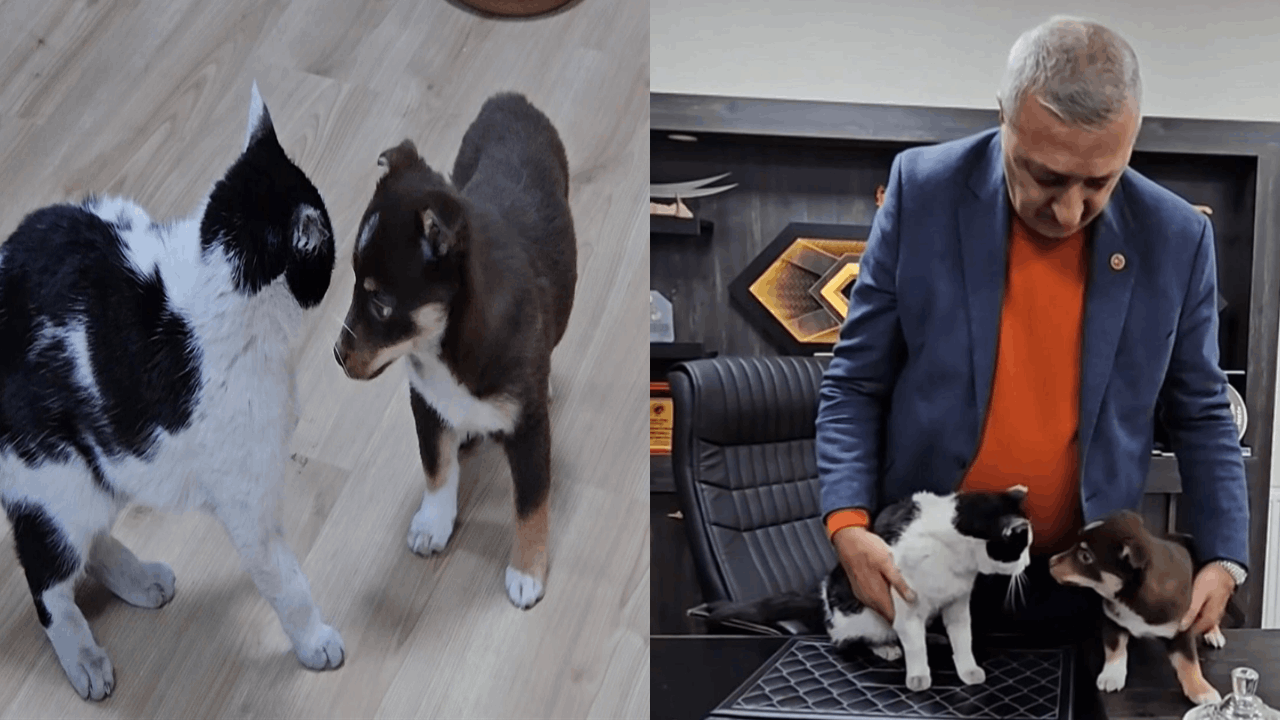 Başkanın makamı Mia ve Fındık’ın yuvası oldu