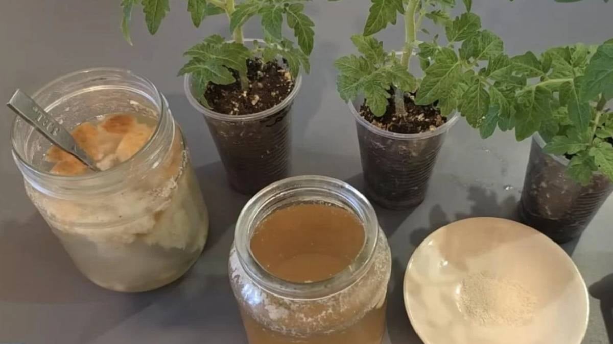 Bahar gelmeden fideleri coşacak: Ev yapımı gübre ile hasat 2 katına çıkıyor