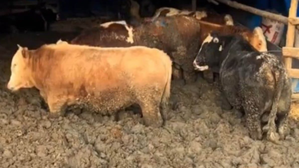 Bu ne vicdansızlık!