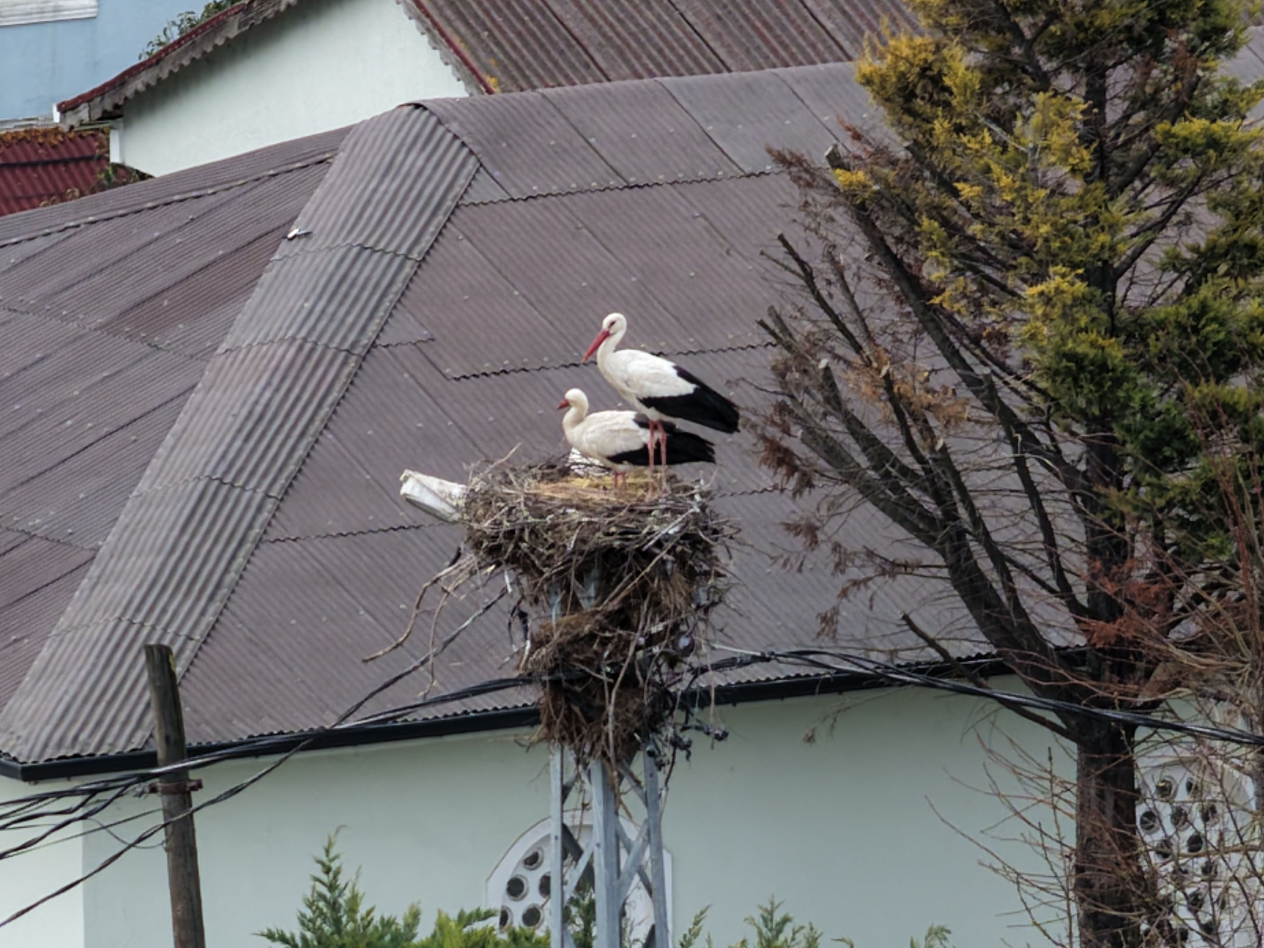 Baharın habercisi leylekler İstanbul'a ulaştı
