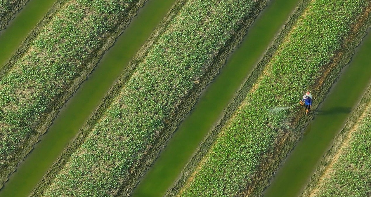 Türklerin bayıla bayıla tükettiği bu sebze Japonların hayatını kurtarmış