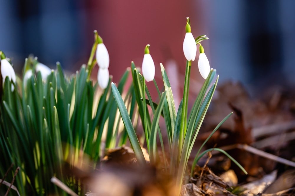 Cezası açıklandı: Yanlışlıkla bile olsa koparmak 699 bin TL