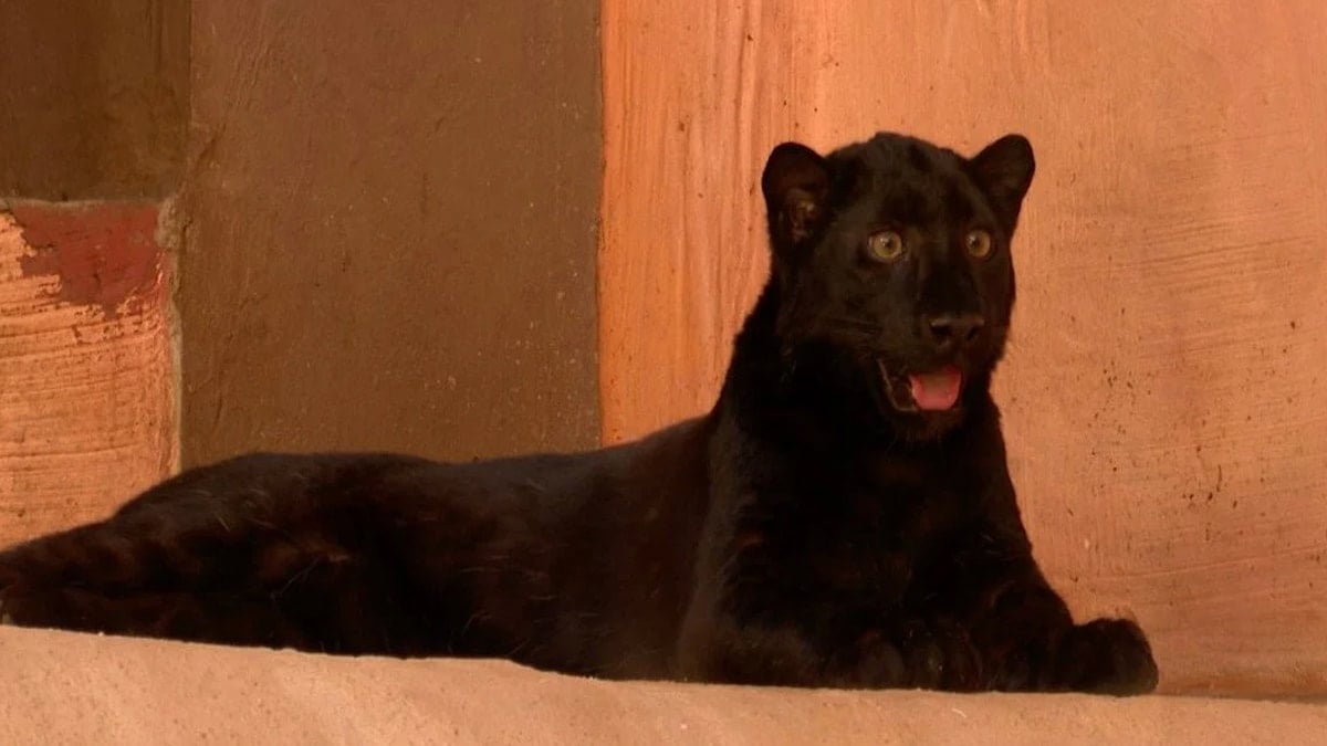 Genetik bir miras: Dünyada sadece 100 tane kaldılar 