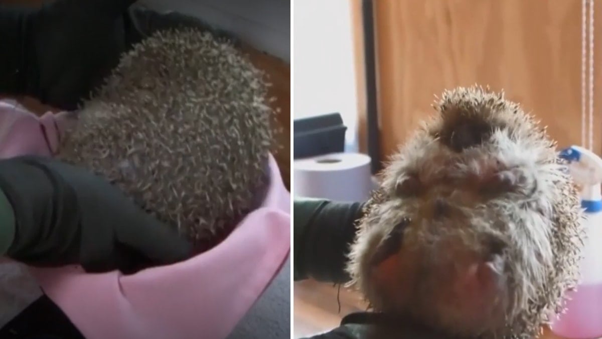  Normalin 3 katı ağırlığında: Top şekline bile gelemiyor 