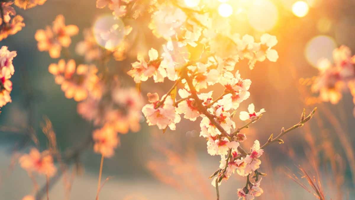 Bu çiçek borsayı tahmin ediyor: Büyük ralli kapıda 