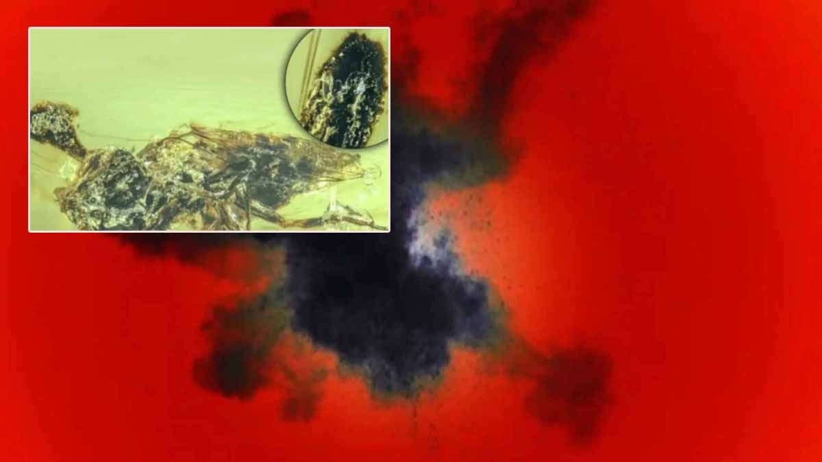 Bu canlı ne ölü ne diri, 'üçüncü bir yaşam formu'... Adı Sukuna