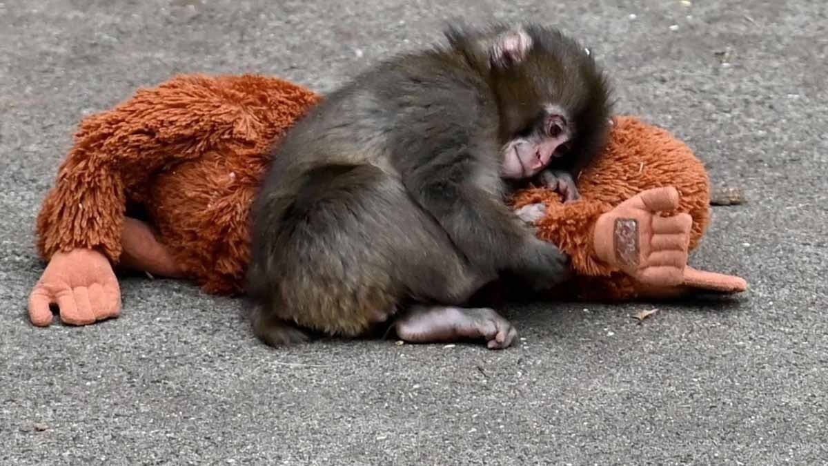 Siz 'zengin olacağım' diye beklerken, onlar maymun Punch üzerinden 3 milyonu böyle götürdü