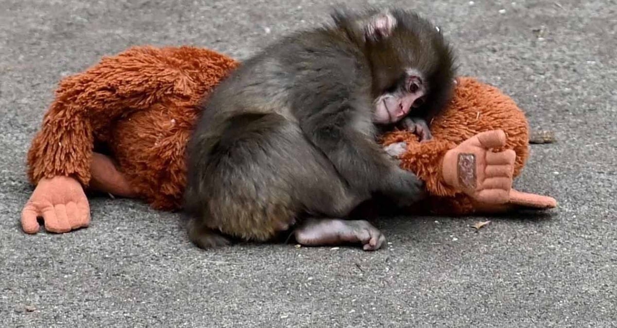 Siz 'zengin olacağım' diye beklerken, onlar maymun Punch üzerinden 3 milyonu böyle götürdü