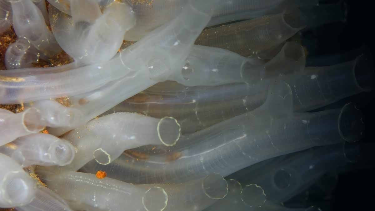 Anne ve kız çöp toplarken dünya dışı varlık buldu! ' İç organları dışarıda'