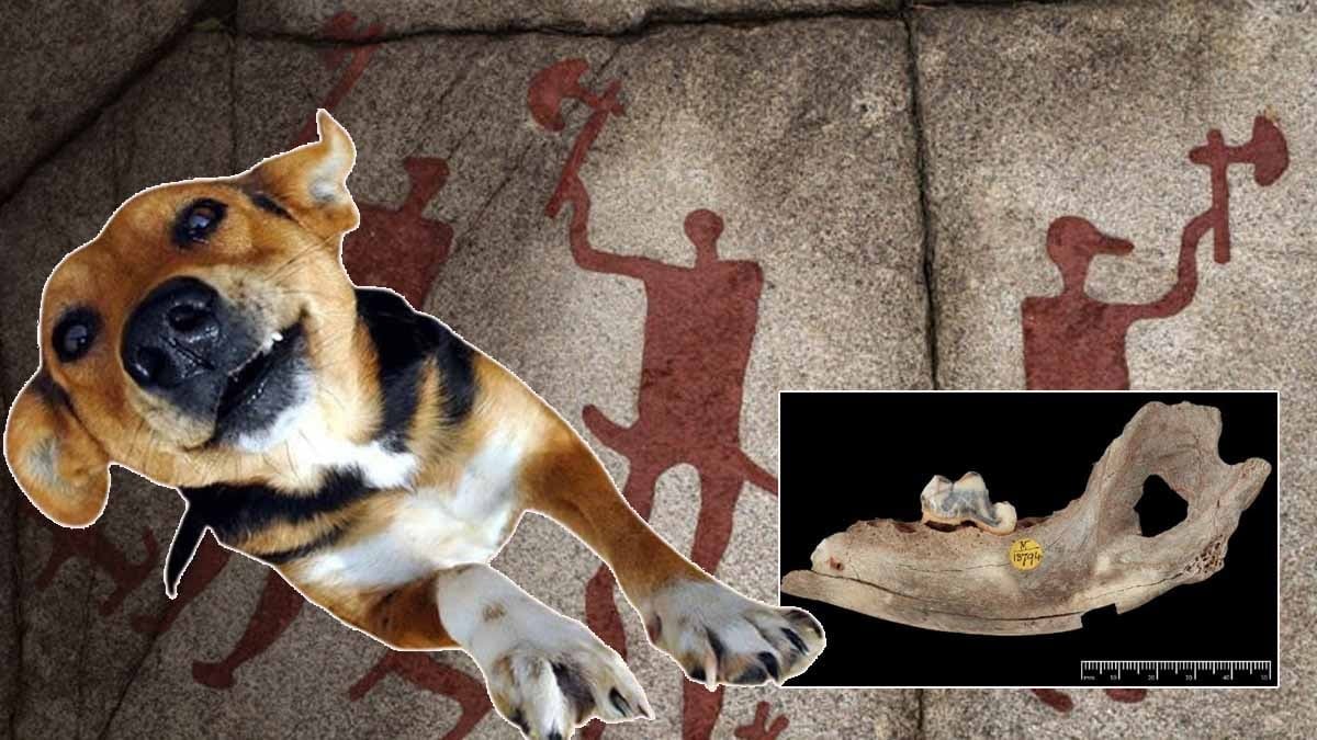 Dünyanın en eski evcil köpeği bakın hangi ilimizden çıktı: 15.800 yıllık gizem çözüldü