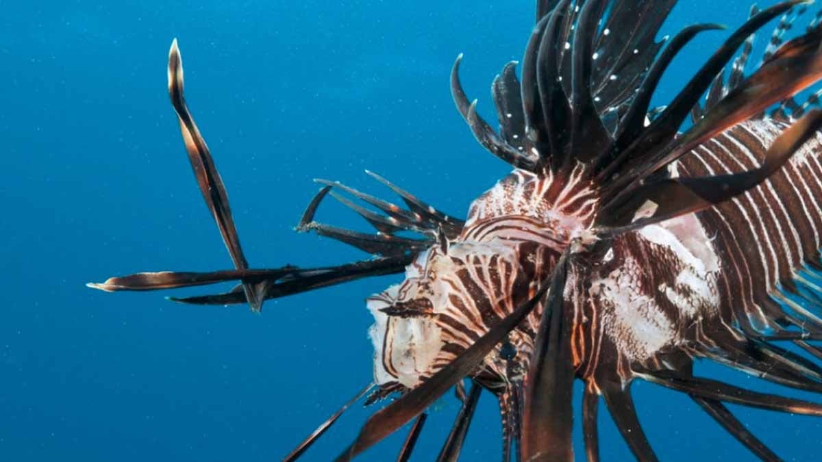 Dikenleri felç eden yaratık çoğalıyor: Tek çözüm onları yemek 