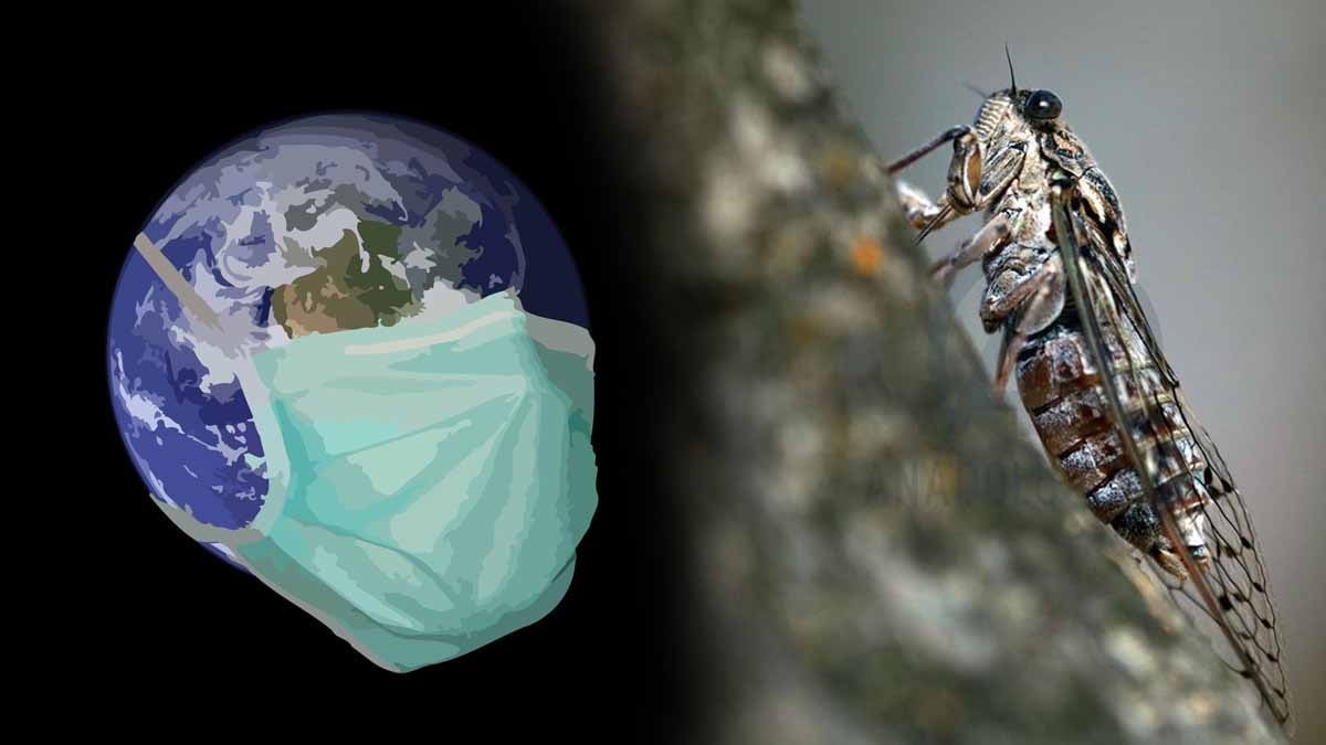 Ağustos böceği gibi yıllarca uyuyan COVID varyantı geri döndü: Cicada nedir?