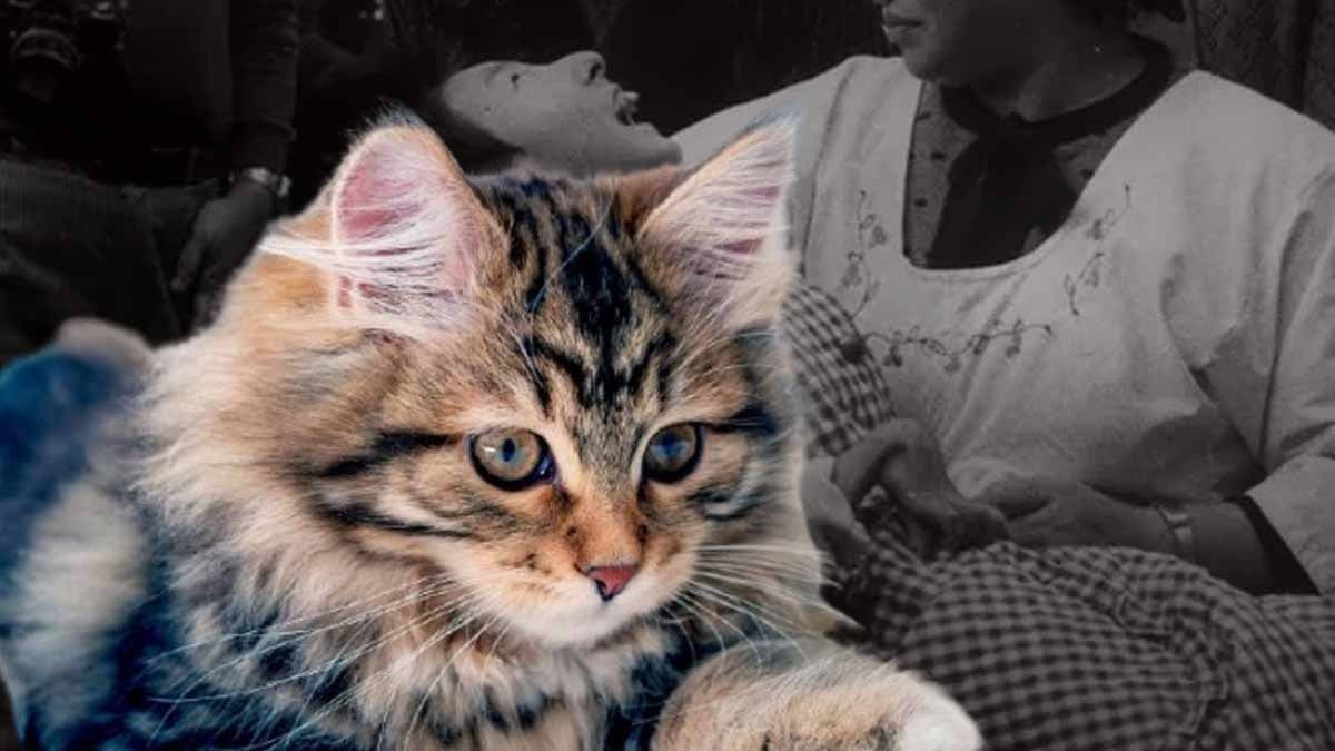 Önce kediler 'dans ederek' ölmeye başladı, sonra bütün kasaba felç oldu!