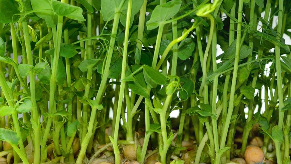 Her sabah aç karnına bir kaşık yiyenin vücudu şaha kalkıyor