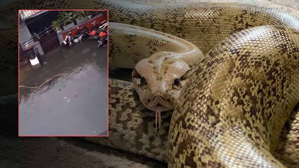 Sokaklarda 5 metrelik pitonlar yüzüyor: Cennet adası cehenneme döndü