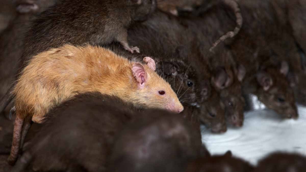Binlerce fare sokaklara indi, adım atacak yer kalmadı: Vatandaşlar belediyeye 'kapatın' çağrısı yapıyor