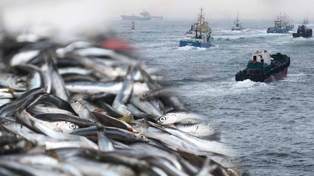 Balıkları uyuşturup 'canlı' diye satıyorlar