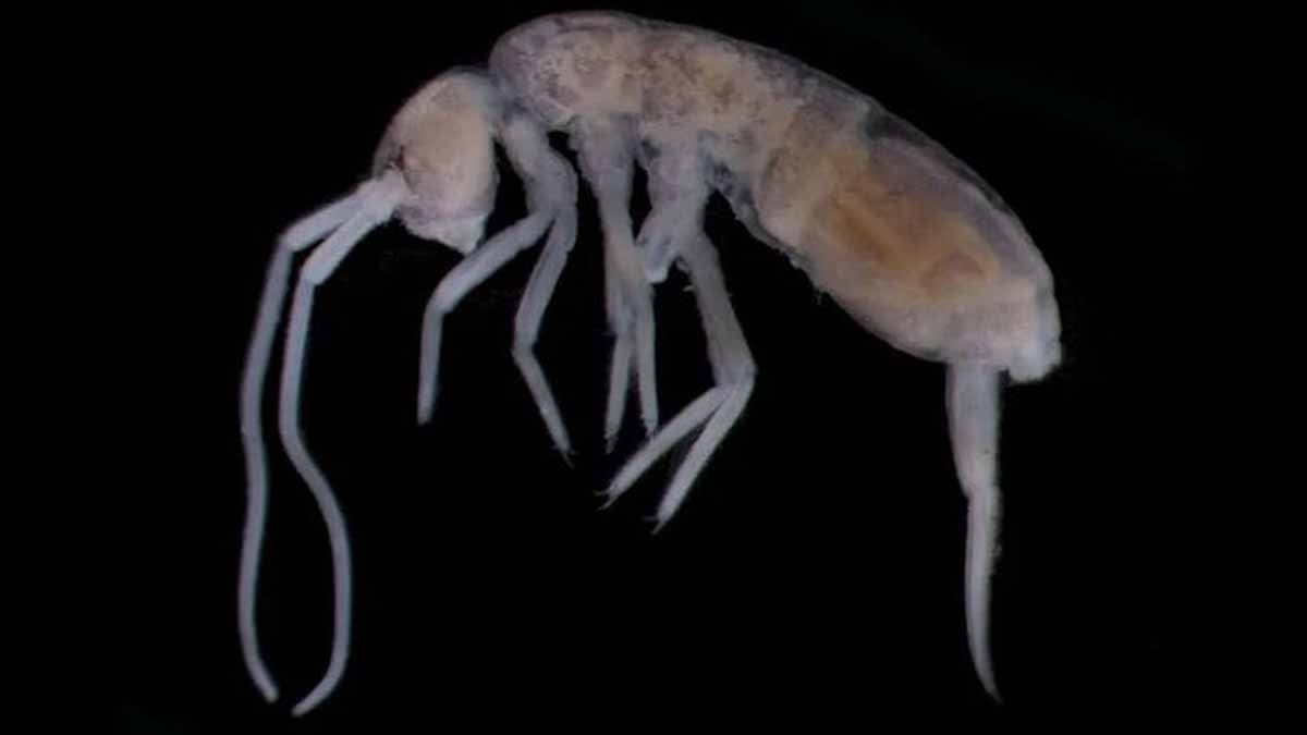 Dünyanın en karanlık noktasında gözleri erimiş yaratık bulundu: Ama sizi görüyor