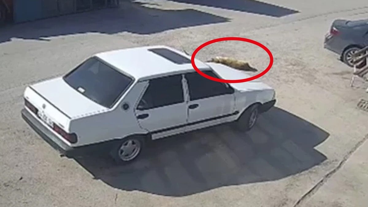 Köpeği öldürmeye çalışan vicdansız gözaltına alındı