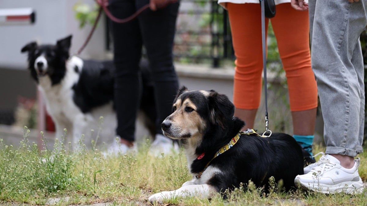 Yaptığı işten ayda 150 bin TL kazanıyor: Gideri yok, kazancı cebine kalıyor