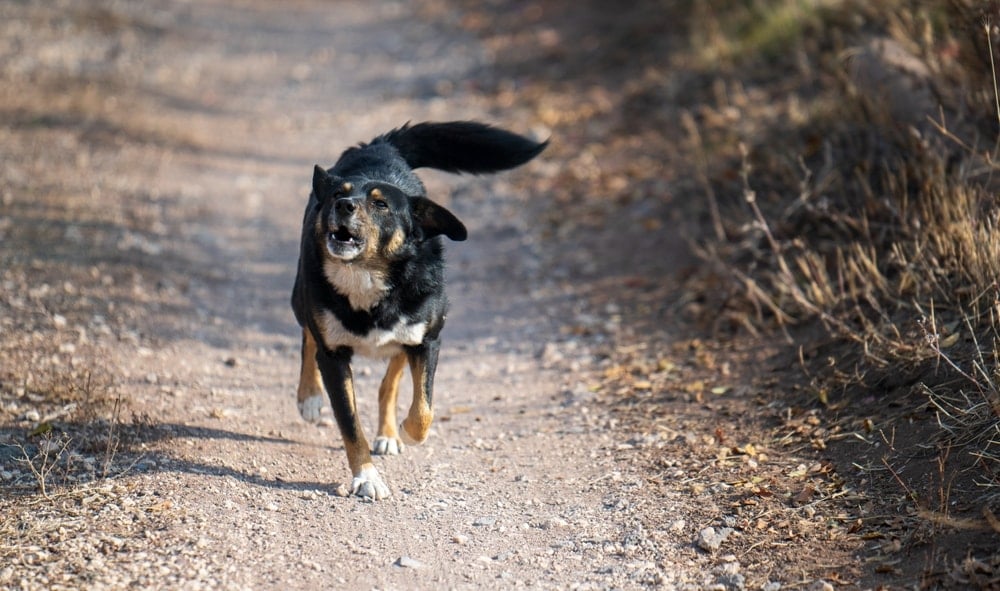 Köpeği ağzını kokladığı için hayatı kurtuldu
