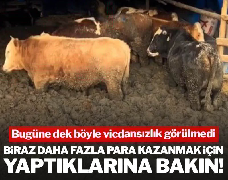 Bu ne vicdansızlık!