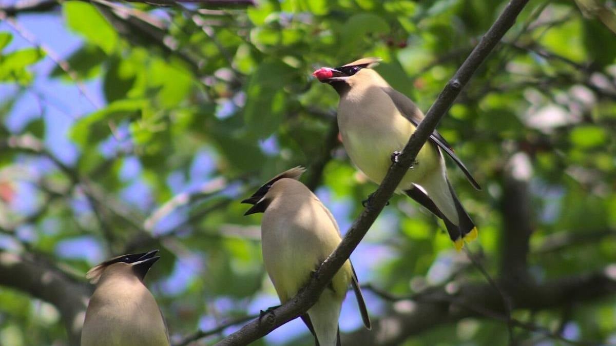 Kendi küçük midesi büyük: Günde binden fazla meyve tüketiyor