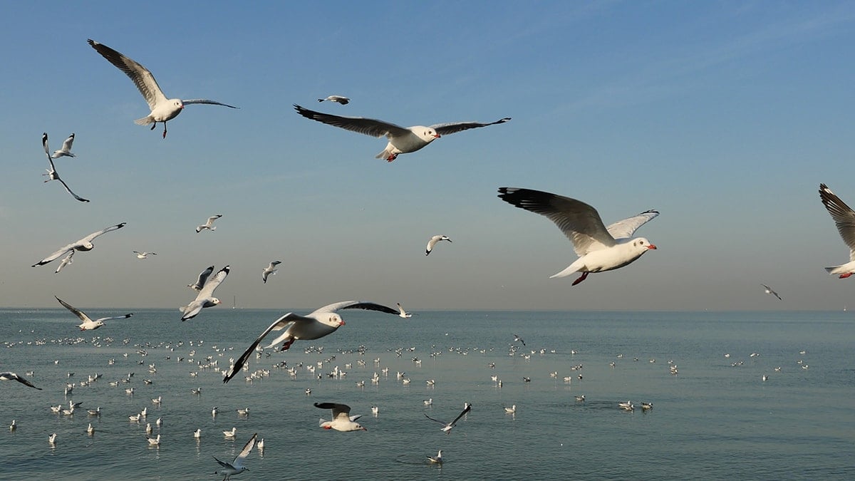 Dünyanın en büyük kuşu piyango ağırlığında 