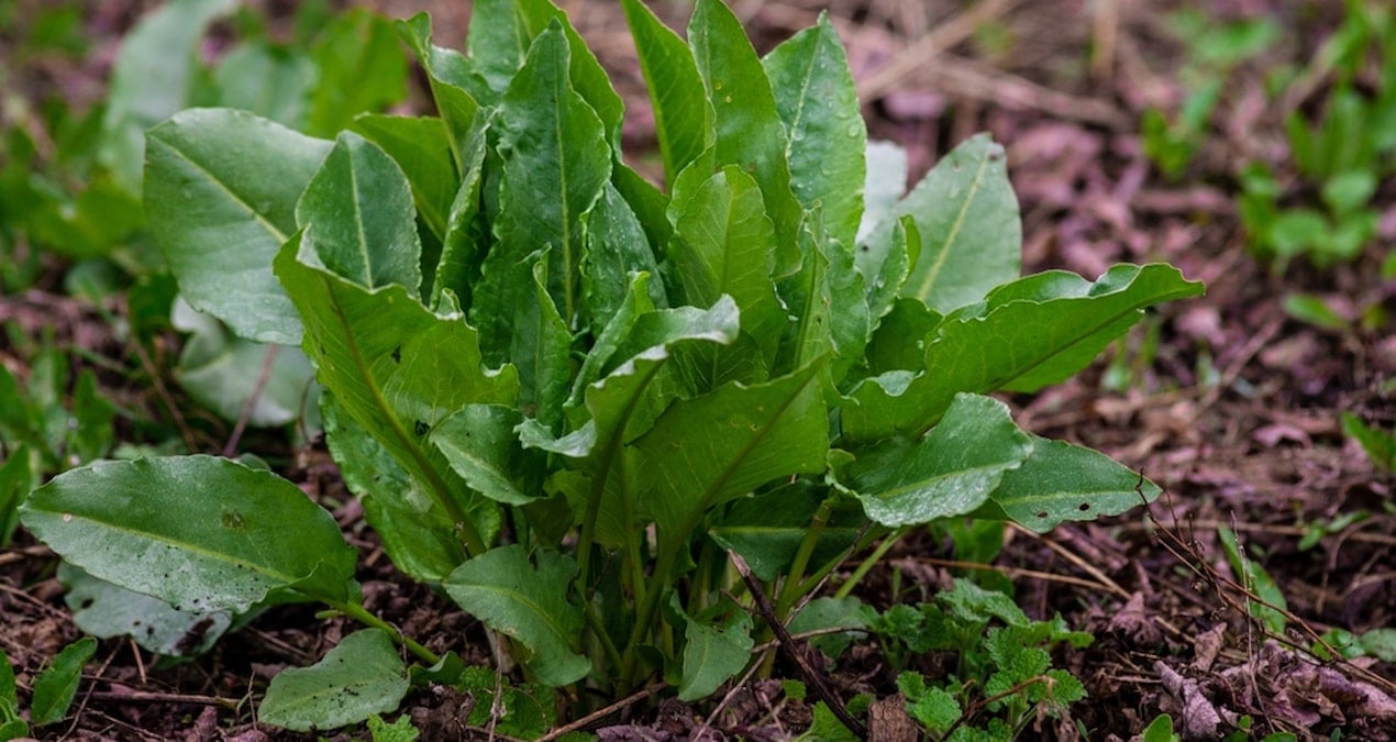 Doğada kendi kendine yetişiyor şifa dağıtıyor: Vücudu tepeden tırnağa yenilemenin sırrı çıktı