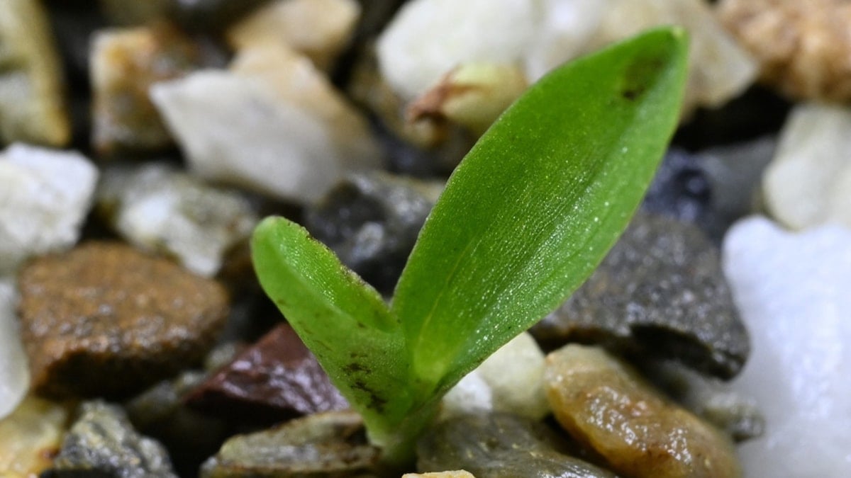 Sayısı 200'ün altına düştü, yetkililer alarma geçti