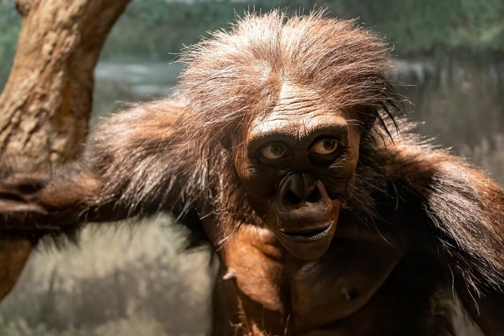 Evrim teorisini temelden sarsacak 'kuyruksuz maymun' bulundu