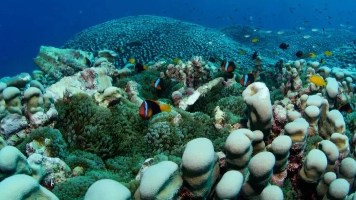 Deniz altında dünyanın en büyük kolonisi bulundu: 4 bin metrekare alanı kaplıyor