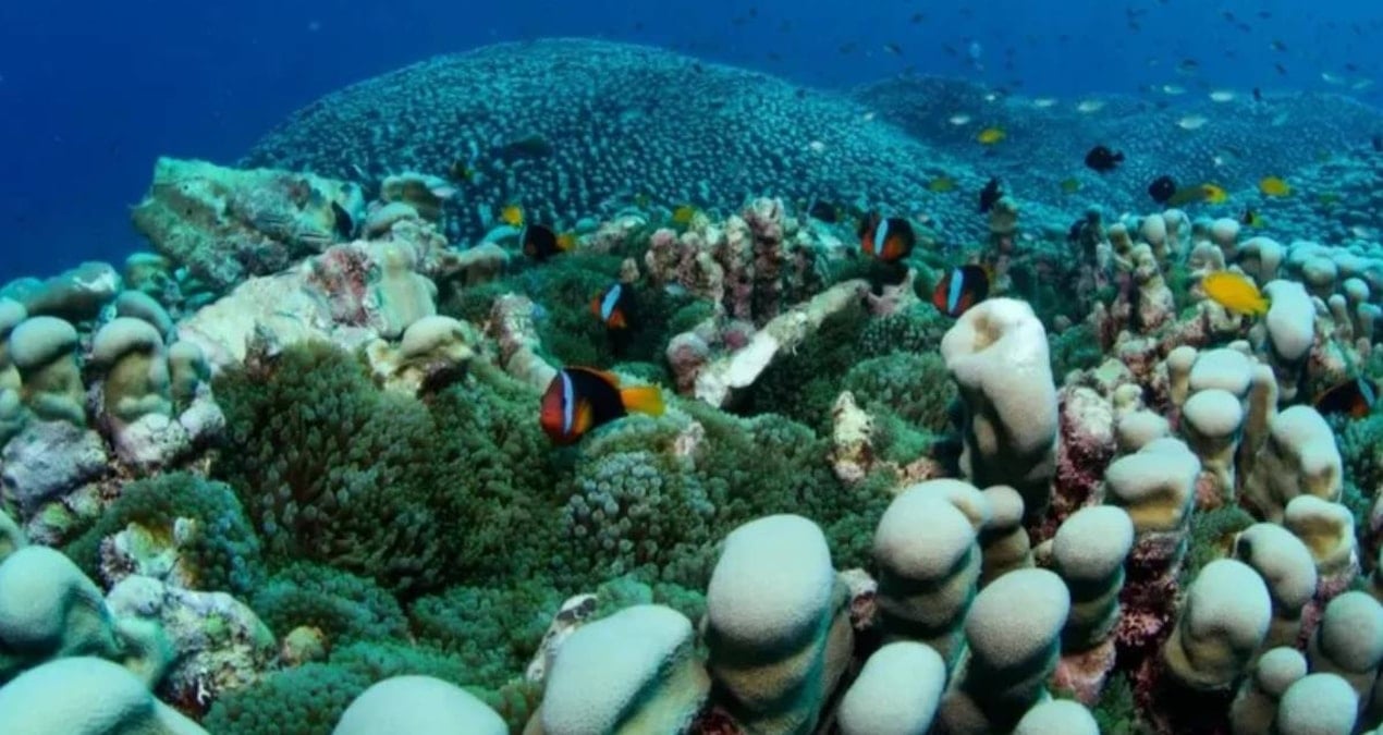 Deniz altında dünyanın en büyük kolonisi bulundu: 4 bin metrekare alanı kaplıyor